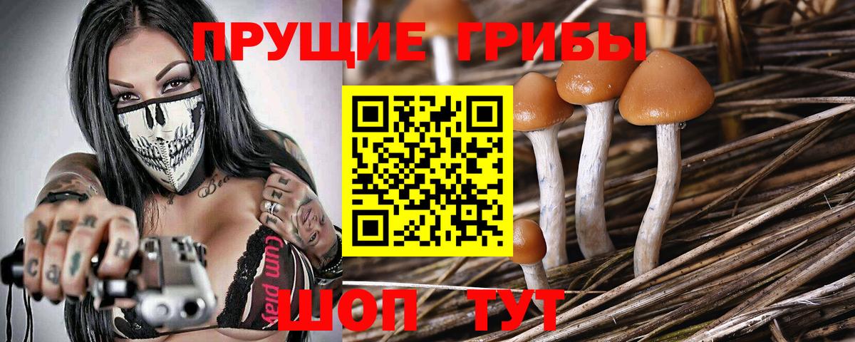Галлюциногенные грибы GOLDEN TEACHER  Галлюциногенные грибы Magic Shrooms  Вход с VPN  купить наркотик  Майский 